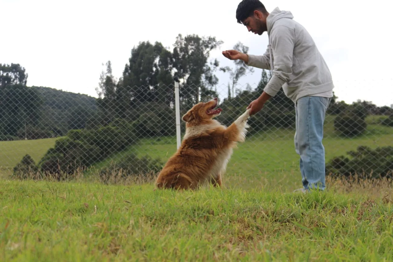 Etología canina