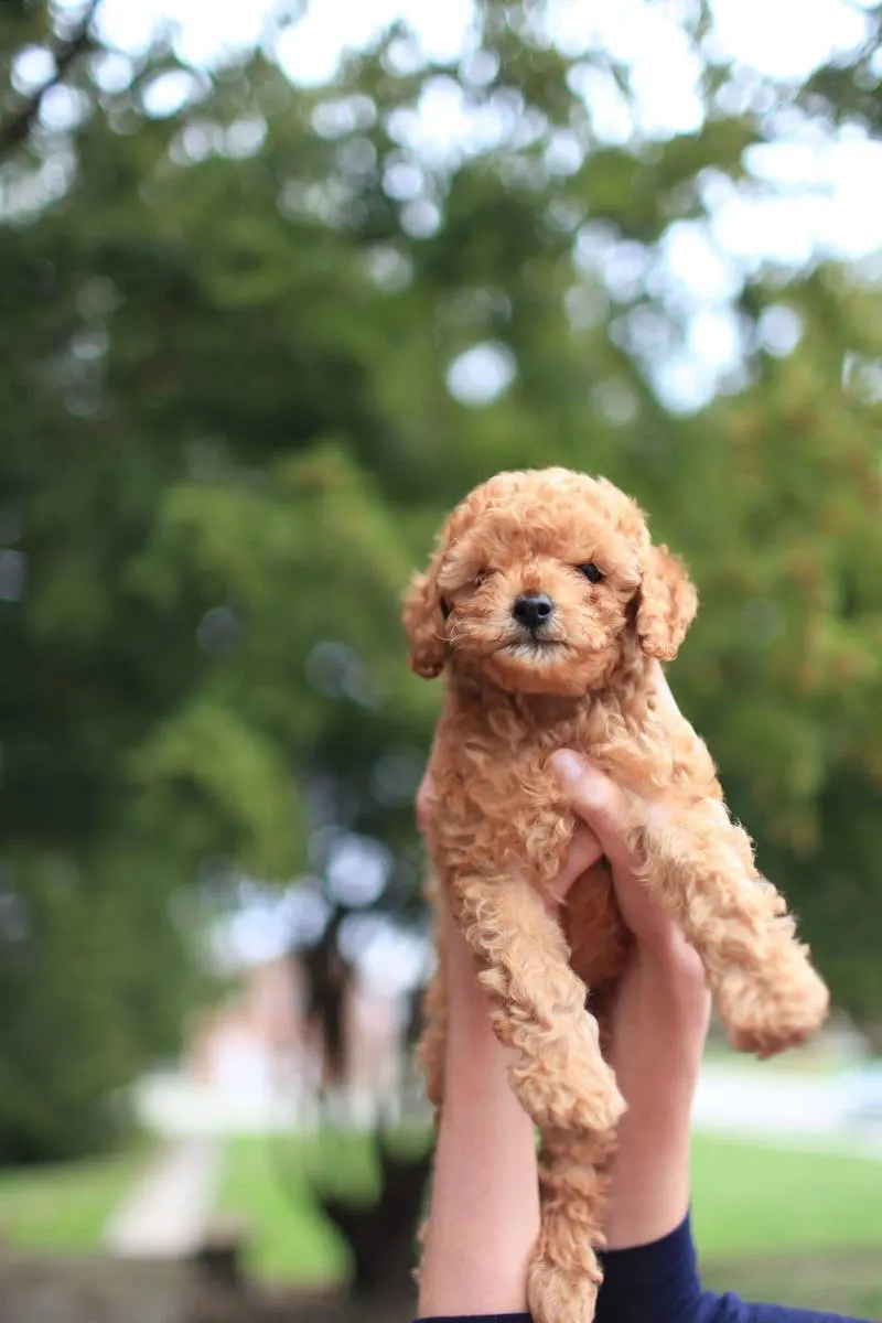 Etología canina