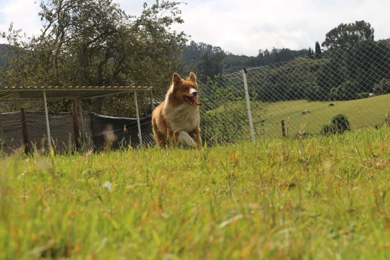 Guardería canina